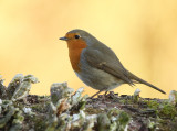 Roodborst 5