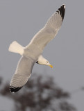 Zilvermeeuw 35