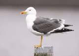 Kleine Mantelmeeuw 13
