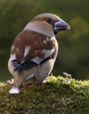 Appelvink 3