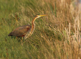 Purperreiger 9