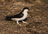 Huiszwaluw 3
