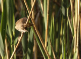 Grote Karkekiet 1