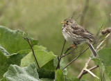 Grauwe Gors 6