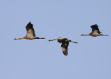 Kraanvogel 2