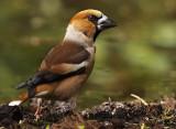Appelvink 5