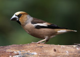 Appelvink 7