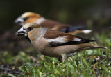 Appelvink 9