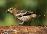 Appelvink 10