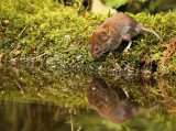 Rosse Woelmuis 2