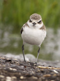 Strandplevier frontal