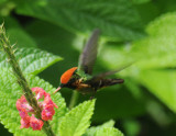 Tufted Coquette (male)