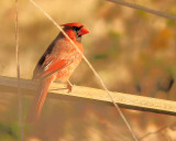 pbase 12 IMG_1117 cropped cardinal.jpg