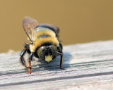 pbase 02 - 20110402_139 bee resting ISO400.jpg