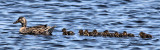 07 - Ten Ducklings.jpg