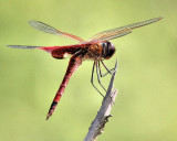 Red dragonfly - IMG_4648.jpg
