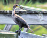 01 - cormorant - IMG_4555.jpg