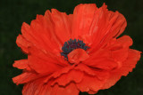 Poppy