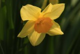 Yellow Daffodil