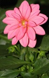 Pink Dahlia