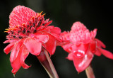 Red Cone Tops