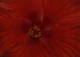 Macro Shot Hibiscus