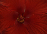  Red Hibiscus