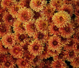 Fall Mums