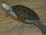 Diamondback Terrapin