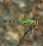 Eastern Pondhawk