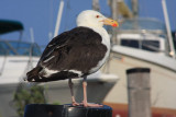 Black-backed Seagull