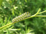 Caterpillar