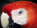 Scarlet Macaw