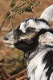 Black and White Goat