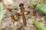 Eastern Amberwing