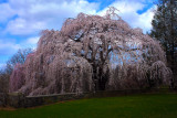 Wheeping Cherry Tree.jpg