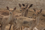 Herd of Deer