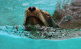 Refreshing Swim For A Sea Lion