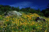 Wildflower Hill.jpg