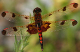 Dragonfly Skimmer