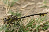 Clubtail