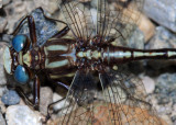 Ashey Clubtail