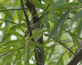 White-eyed Vireo (Juvenile)