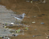 Solitary Sandpiper