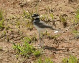 Killdeer (Immature)