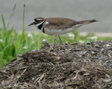 Killdeer (One of the Parents)