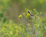 Common Yellowthroat Warbler (Male)