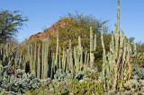 Cacti in the desert