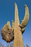 Strange Saguaro