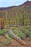 Fallen Saguaro
